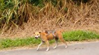 Köpekten 'insanlık' dersi