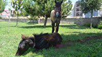 Yaralanan yavrusunun yanından ayrılmadı
