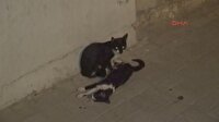 Kedi, otomobil çarpan kedinin başından ayrılmadı