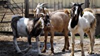 Otlattığı keçi parmağını kopardı