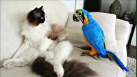 İlk kez papağan gören kedinin şaşkınlığı