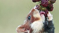 Hamster'ın böğürtlen mücadelesi
