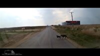 Köpekten insanlık dersi!