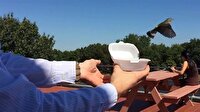 Kuş kurtaramama operasyonu