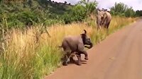 Yavru fil safari aracından korktu
