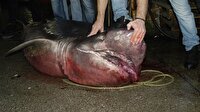 Marmara Denizi'nde 4 metrelik köpek balığı yakalandı