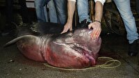Marmara Denizi'nde köpek balığı yakalandı