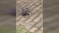 Farenin güvercini avladığı anlar