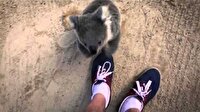 Cana yakınlıkta sınır tanımayan yavru koala