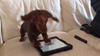 Bu köpek iPad'le oynuyor
