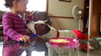 Bebeğin ağzından noodle çalan köpek