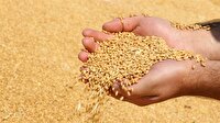 Yıllık buğday rekoltesi 21 milyon ton