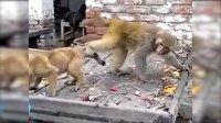 Köpekle maymunun inanılmaz kavgası