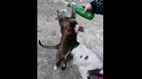 Kuzuların sütüne salça olan kedi