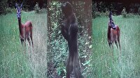 İşte Küre Dağları'nda yaban hayatı