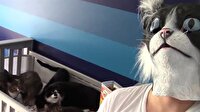 Kedi maskesi takan adam kedilerin ödünü kopardı!