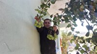 Armut ağacı meyve verdi