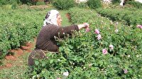 Gül üreticisine müjde