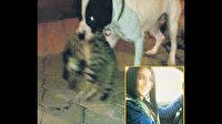 Köpeğine kedileri parçalattı