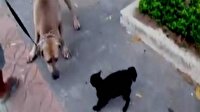 Yavrusunu köpeğin pençesinden böyle kurtardı!