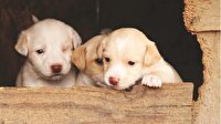 Dünyanın ilk tüp köpekleri