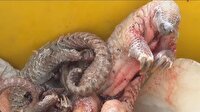 Endonezya'da pangolin kaçakçılığı