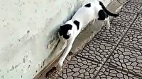 Kedinin fareyle ilginç oyunu