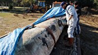 Dünyanın en büyük ikinci balinası İskenderun'da karaya vurdu