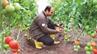 Suriyeliler kendi domatesini ekiyor