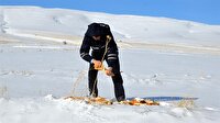 Hayvanlar için doğaya yem bırakıldı