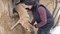 Parmaklıklara sıkışan köpek kurtarıldı