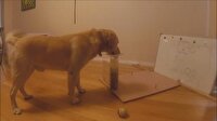 Arşimet prensibiyle su içen zeki köpek