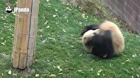 Kendisini top zanneden sevimli panda
