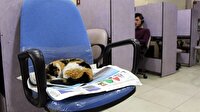 İşyerinde kedi besleyenler dikkat! Ruhsatınız iptal olabilir