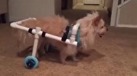 Engelli köpeğe tekerlekli sandalye yaptılar