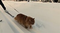 Dünyanın en sportif kedisi