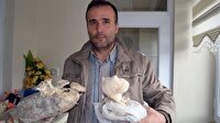 Evinin bir odasında mantar yetiştiriyor