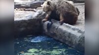 Boz ayıdan insanlık dersi!