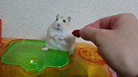 Sahibine trip atan hamster!