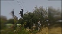 Meraklı keçi telefon tellerine asılı kaldı