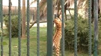 Kocaeli'nde kaplan dehşeti