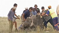 Afrika'da gergedan boynuzu avı