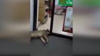 Dünyanın en rahat köpeği!