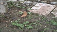 Teröristlerin kullandığı evin bahçesinden çıktı