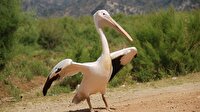Pelikan 9 yıl sonra doğaya bırakıldı