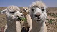Türkiye'de ilk kez Alpaka deve çiftliği kurulacak