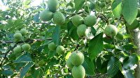 Ceviz üreticisine 'cep'ten kolaylık