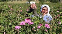 Gülde üreticinin yüzü güldü