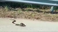 Yavrusunu yılandan kurtarmaya çalışan fare