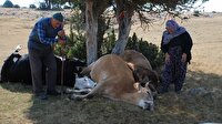 Geçim kaynaklarının telef olduğunu gören yaşlı çift gözyaşlarına boğldu